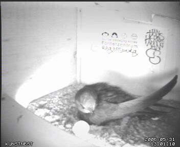 Mutter wirft Ei aus dem Nest