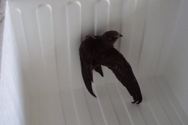 Klettern an der Styroporwand