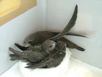 Herrmann und Freunde