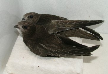 Herrmann wird prchtiger