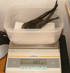 Herrmann auf der Waage