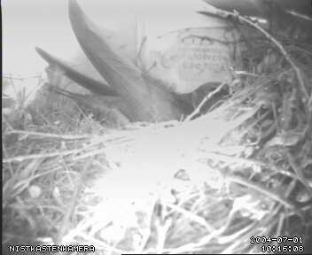 Rckkehr vom Frhstck-Jagen