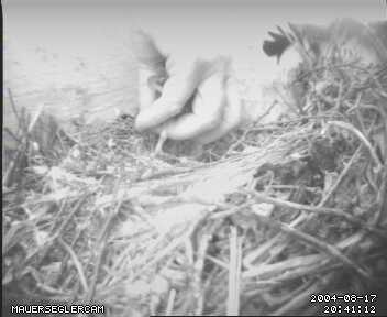 Der Kleine wird geborgen