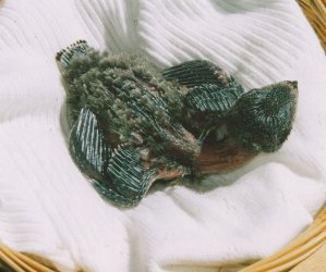 Herrmann streckt sich