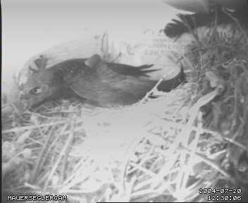 Die Hitze ist frchterlich!