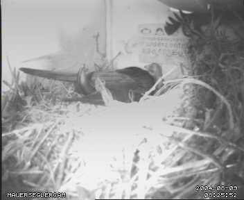 Die Mutter fttert allein!