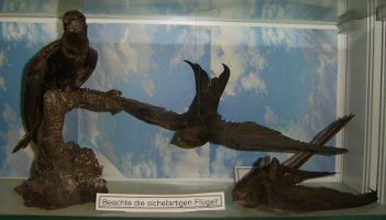 ausgestopfter Mauersegler