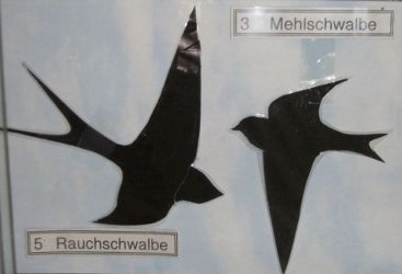 Schwalbensilhouette