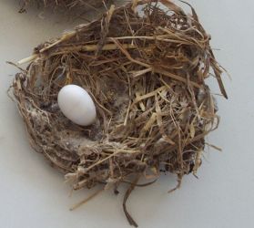 Nest