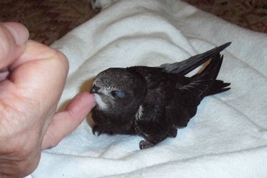 flach danieder liegend