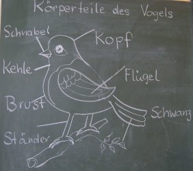 Vogelteile