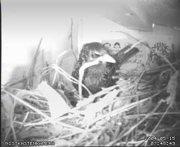 Willi arbeitet heftig