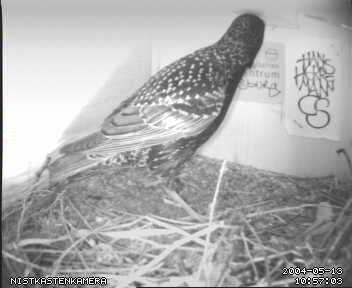 Willi stren die Bilder