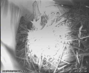 Die Jungen haben Hunger