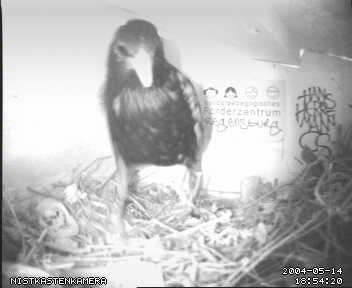 Willi schaut in die Kamera