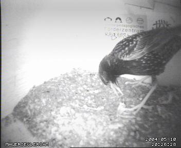 Das Kunstnest passt ihm nicht