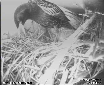 Willi spricht mit leiser Stimme