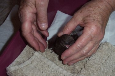 Ich mag nicht fressen!