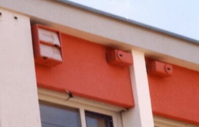 Mauersegler fliegt aus dem Kasten