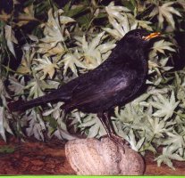 Amsel