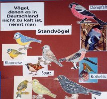 Standvgel