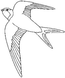 Mauerseglerschnittbogen